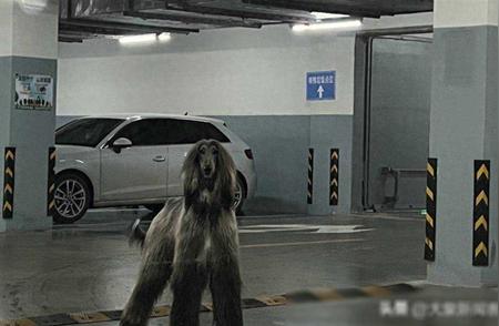 杭州车库惊现阿富汗猎犬：一家三口的惊险遭遇