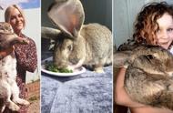 揭秘！国外宠物兔体重惊人达25公斤