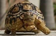 探索豹纹龟的魅力：为什么我突然想做一只豹纹龟？