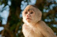 揭秘：我国为何禁止养宠物猴子？