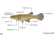 食蚊鱼的“惨案”：它不仅吃蚊子，还是鱼类的大敌