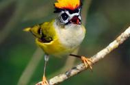40多种美丽鸟儿：大自然的艺术瑰宝