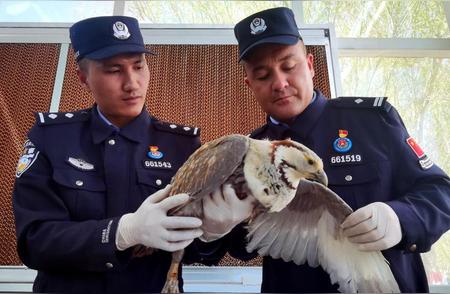 守护大自然：民警巡逻途中救助珍贵暗腹雪鸡