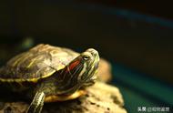 红耳龟：解读它独特的红色条纹之谜