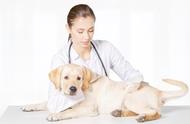 狗狗健康指南：了解并预防常见疾病