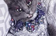 罗马尼亚宠物猫华丽转身，引领时尚潮流！