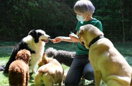 探索中国宠物集中托管：为养宠家庭带来新选择