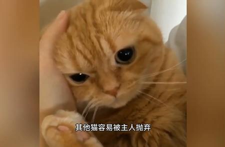 狸花猫与宠物猫：哪个更适合你？