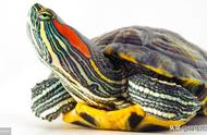 揭秘巴西龟白眼病真相：真的是水质问题？