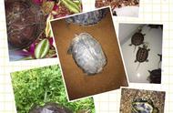 探索多样的龟类品种：令人惊艳的图片欣赏