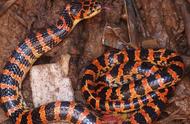 揭秘蛇类世界：哪些蛇种最为常见？