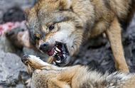 揭秘：北美大灰狼在犬科中的地位与实力