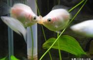 爱情象征的接吻鱼：你知道它们为何频繁接吻吗？