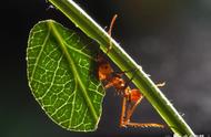 宠物蚂蚁养殖入门：从新手到专家的成长之路