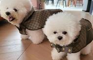 揭秘蔡依林爱犬的时尚生活：一套古驰宠物服装价值三万！