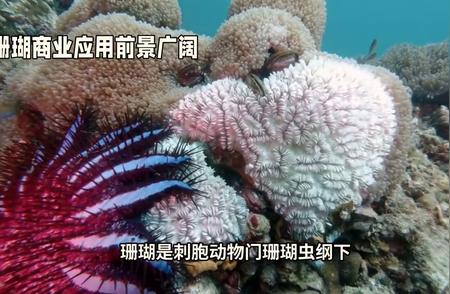 珊瑚商业应用的未来发展趋势