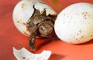 巴西龟在我国：泛滥成灾与吃货的疑问