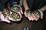探索南非挺胸角陆龟：一只爱战斗的陆龟的独特魅力