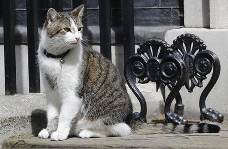 英国议会下院鼠患肆虐，动物收容所挑战重重