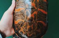 火焰龟：独特的生态习性及其饲养技巧