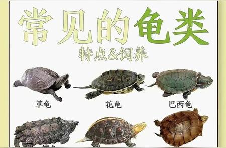探索乌龟世界：乌龟图鉴全解析