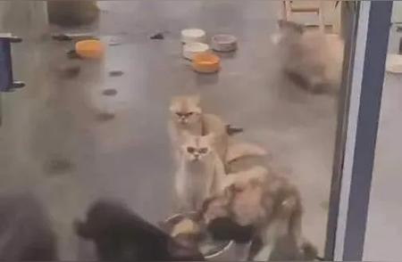 深圳福永宠物店突然倒闭，猫咪生存状况引关注