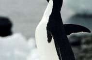 探索阿德利企鹅：神秘而迷人的南极居民