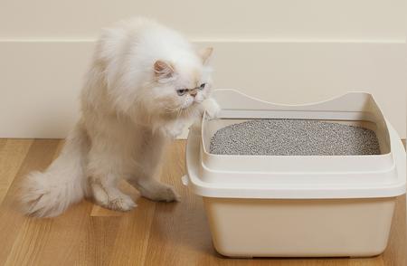 猫咪心头好：哪款猫砂最受欢迎？
