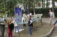 探访京北新开业的唯一纯种犬狗狗集市