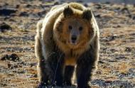 棕熊下山：探索自然界的勇猛与智慧