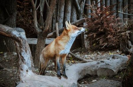 探索狐狸作为宠物的可能性与合法性