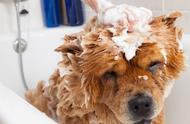 如何为爱犬正确洗澡？——小常识分享