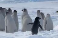 南极的原住民：探索阿德利企鹅的奇妙世界