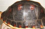 详解黄缘闭壳龟的种类与特征