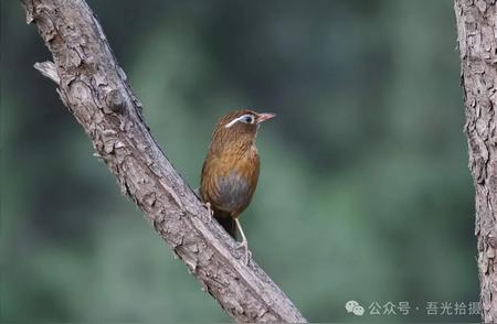 画眉鸟：自然界中的歌唱家