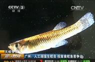 广州人工湖的蚊虫问题引发热议：投放食蚊鱼是否合适？
