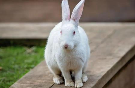 兔年习俗解析：你真的了解小兔子的文化吗？