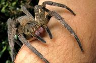 揭秘世界上最毒的蜘蛛：致命毒性及预防措施