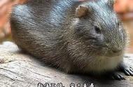 揭秘巴西野生豚鼠：如何在野外生存立足