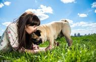 巴哥犬独特魅力：外表与个性并重