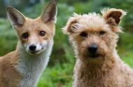 狗和狐狸：生殖隔离与跨种繁育的可能性