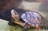 打造完美亲龟池：养出健康好龟的秘诀