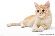 20种常见猫优缺点解析：选猫必备指南