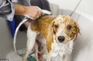 揭秘真相：狗狗在宠物店洗澡并非一定优于家中