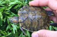 探索动物世界：巴西红耳龟的入侵故事