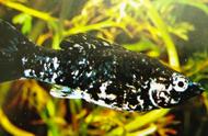 黑白花玛丽鱼：热带鱼的新选择，还是清道夫鱼的优质伙伴？