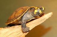 黄头侧颈龟：独特的生态习性及其饲养技巧