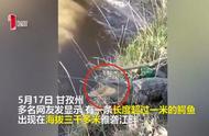 四川雅砻江畔惊现罕见鳄鱼，长达一米，疑为宠物放生？