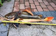 柳州河东公园的中央水池现出现凶猛怪鱼，锦鲤被一口一条吞食