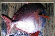 重磅新闻！浙江渔民罕见捕获超百公斤月亮鱼！